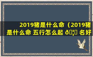 2019猪是什么命（2019猪是什么命 五行怎么起 🦍 名好）